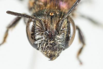  Osmia versicolor Latreille, 1811