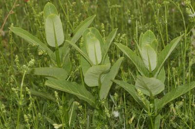 Herbe à la ouate, Herbe aux perruches Asclepias syriaca L., 1753