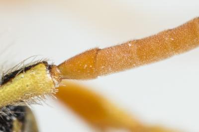  Nomada bifasciata Olivier, 1811