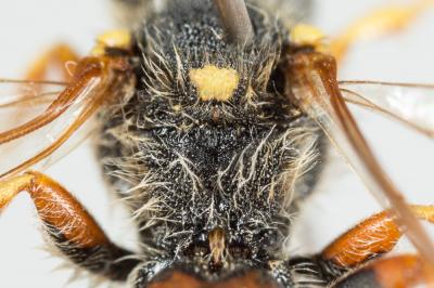  Nomada bifasciata Olivier, 1811