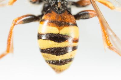  Nomada bifasciata Olivier, 1811