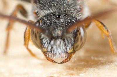  Nomada flavoguttata (Kirby, 1802)