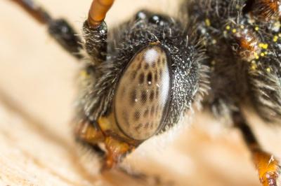  Nomada flavoguttata (Kirby, 1802)