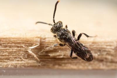  Nomada sheppardana (Kirby, 1802)