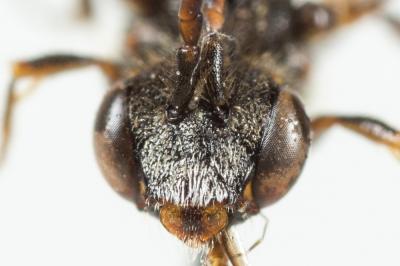  Nomada sheppardana (Kirby, 1802)