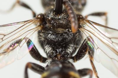  Nomada sheppardana (Kirby, 1802)