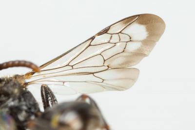  Nomada sheppardana (Kirby, 1802)