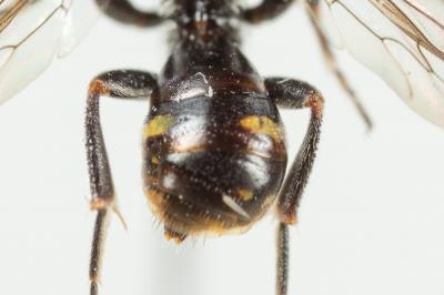  Nomada sheppardana (Kirby, 1802)