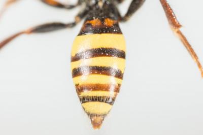  Nomada signata Jurine, 1807