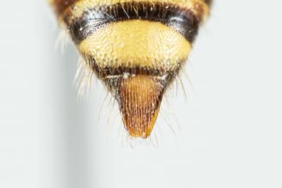  Nomada signata Jurine, 1807