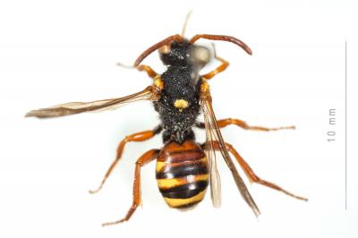  Nomada bifasciata Olivier, 1811