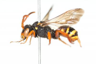  Nomada bifasciata Olivier, 1811