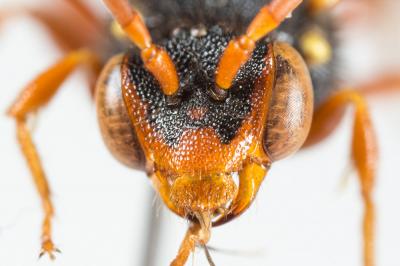  Nomada bifasciata Olivier, 1811