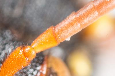  Nomada bifasciata Olivier, 1811