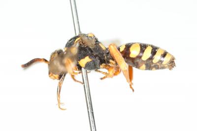  Nomada emarginata Morawitz, 1877