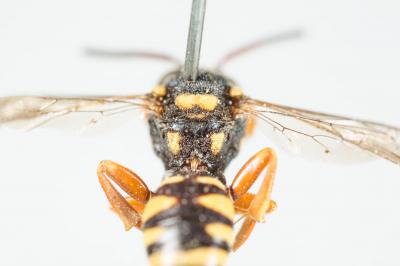  Nomada emarginata Morawitz, 1877