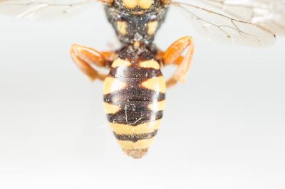  Nomada emarginata Morawitz, 1877