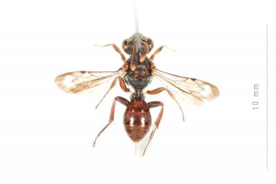  Nomada discedens Pérez, 1884