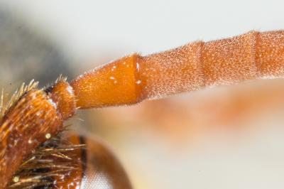  Nomada lathburiana (Kirby, 1802)