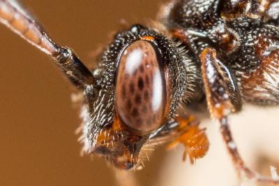  Nomada sheppardana (Kirby, 1802)