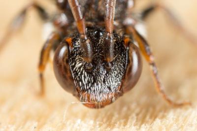  Nomada sheppardana (Kirby, 1802)