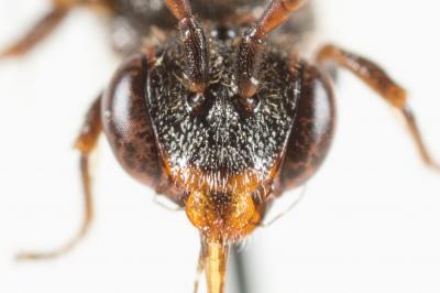  Nomada sheppardana (Kirby, 1802)