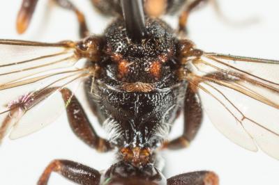  Nomada sheppardana (Kirby, 1802)