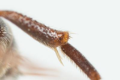  Nomada sheppardana (Kirby, 1802)