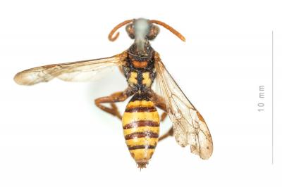  Nomada signata Jurine, 1807