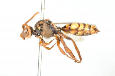  Nomada signata Jurine, 1807