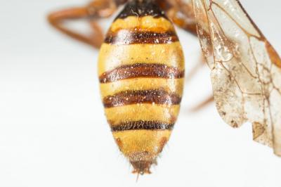  Nomada signata Jurine, 1807