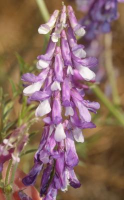 Vesce velue, Vesce des sables Vicia villosa Roth, 1793