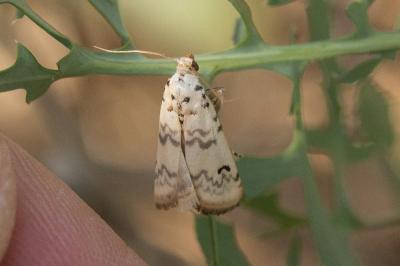  Euzophera lunulella (O. Costa, 1836)