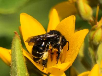  Macropis europaea Warncke, 1973