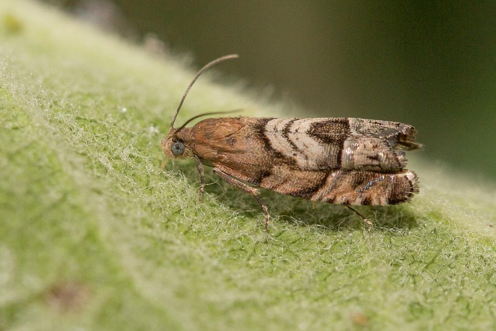  Cydia interscindana (Möschler, 1866)