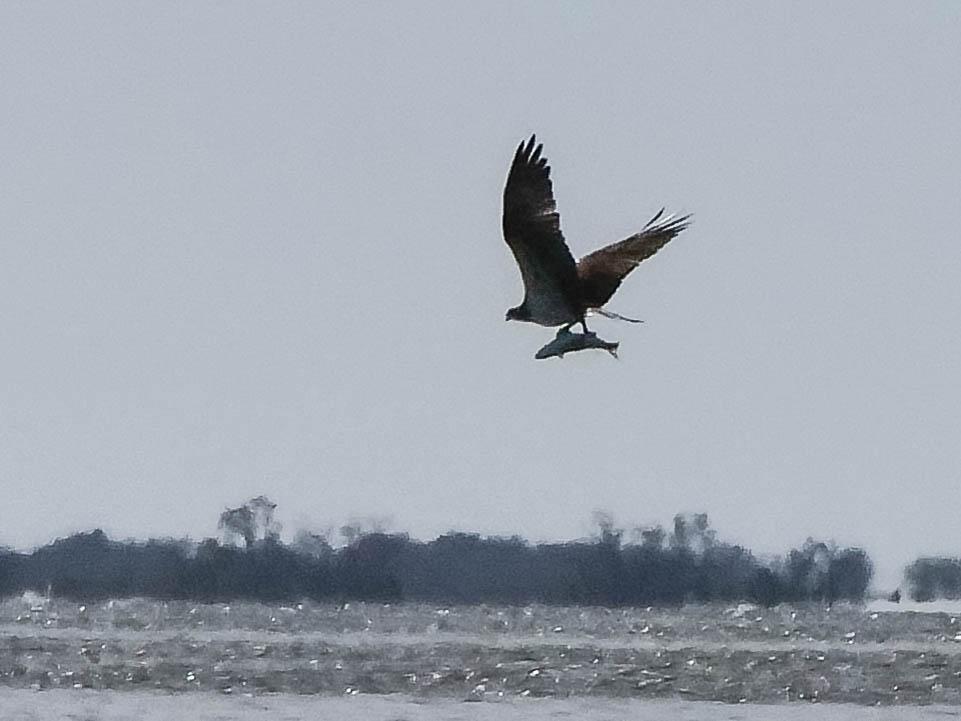 Balbuzard pêcheur Pandion haliaetus (Linnaeus, 1758)