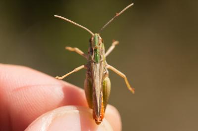 Sténobothre cigalin, Criquet de Fischer  Stenobothrus fischeri (Eversmann, 1848)