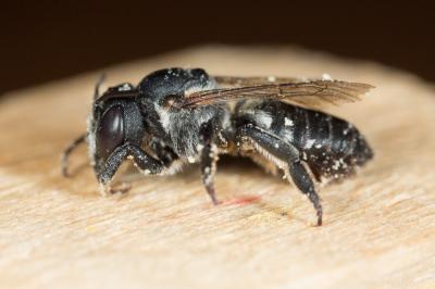  Megachile melanogaster Eversmann, 1852