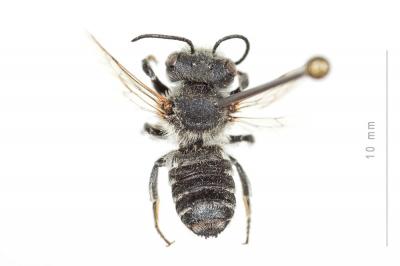  Megachile melanogaster Eversmann, 1852