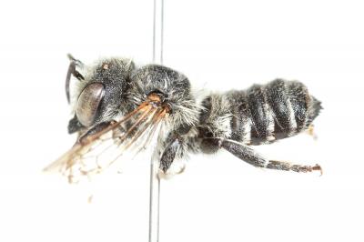  Megachile melanogaster Eversmann, 1852