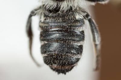  Megachile melanogaster Eversmann, 1852