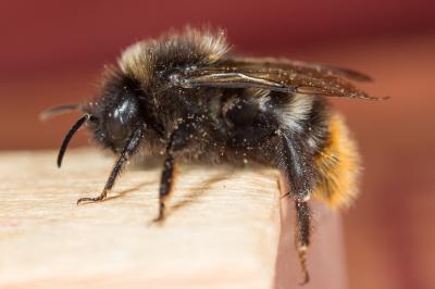 Psithyre des rochers Bombus rupestris (Fabricius, 1793)