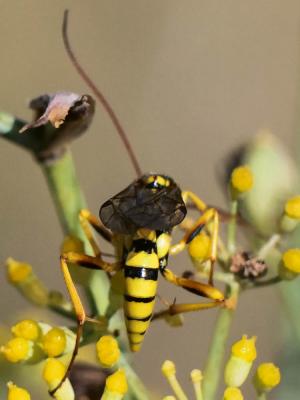  Banchus pictus Fabricius, 1798