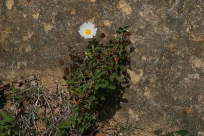 Ciste à feuilles de sauge, Mondré Cistus salviifolius L., 1753