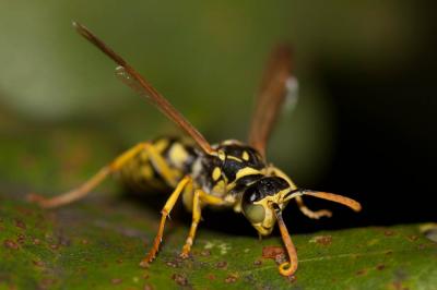  Polistes gallicus (Linnaeus, 1767)