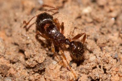  Tetramorium Mayr, 1855