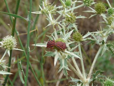  Graphosoma semipunctatum (Fabricius, 1775)