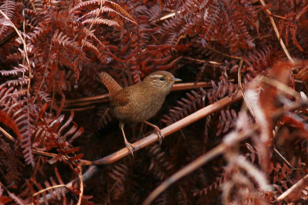 Le Troglodyte mignon Troglodytes troglodytes (Linnaeus, 1758)