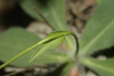 Épervière de Lawson, Épervière de Villars Hieracium lawsonii Vill., 1779