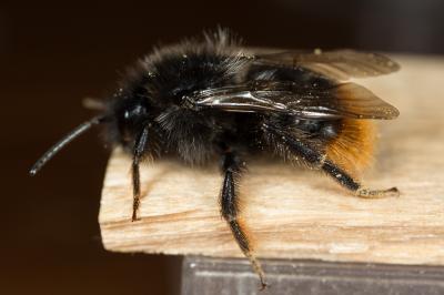 Psithyre des rochers Bombus rupestris (Fabricius, 1793)